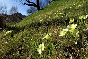 15 Primule di primavera nei prati
